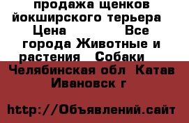 продажа щенков йокширского терьера › Цена ­ 25 000 - Все города Животные и растения » Собаки   . Челябинская обл.,Катав-Ивановск г.